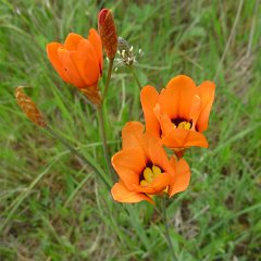 GirlsWildCat 013 : GirlsWildCat